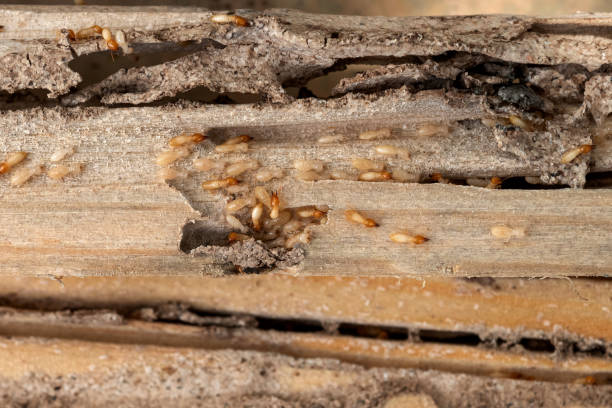 Best Pest Removal Services  in Hickman, KY